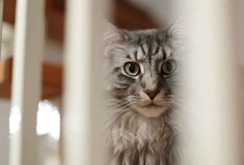 Do Maine Coons Fart? Maine Coon Expert