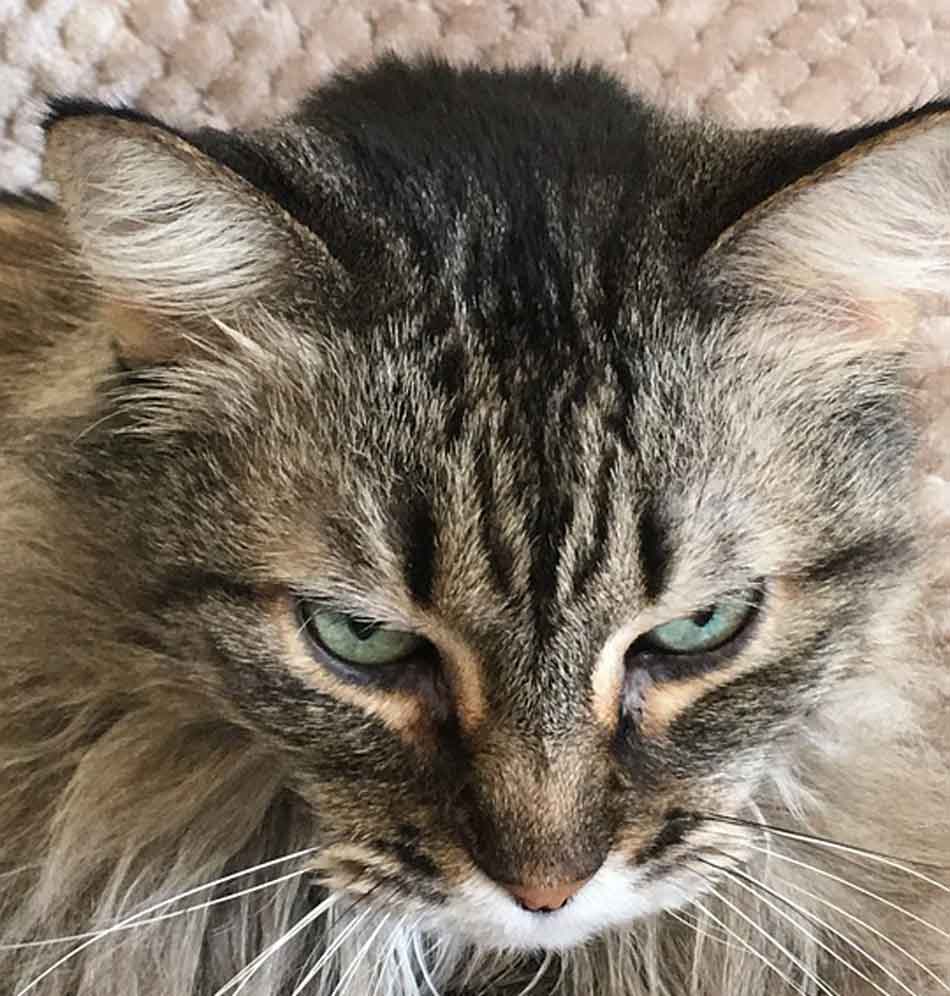Do Indoor Maine Coons Need Flea Collars? Maine Coon Expert