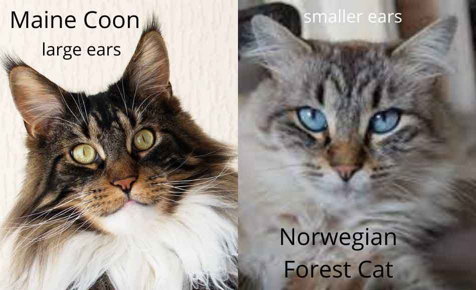 Maine Coon vs The Norwegian Forest Cat (Telling Them Apart) Maine