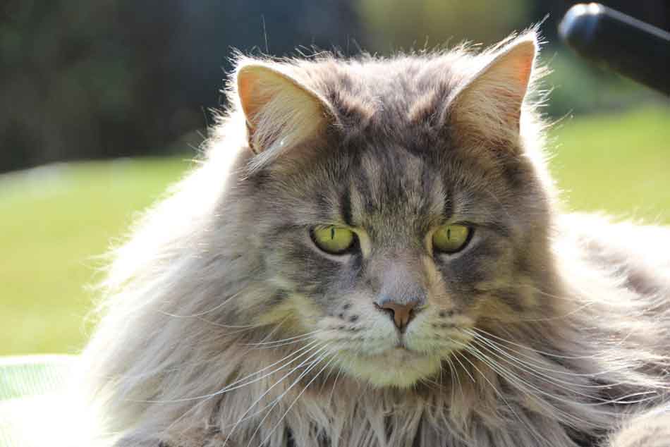 Are Maine Coons Double Coated? Maine Coon Expert