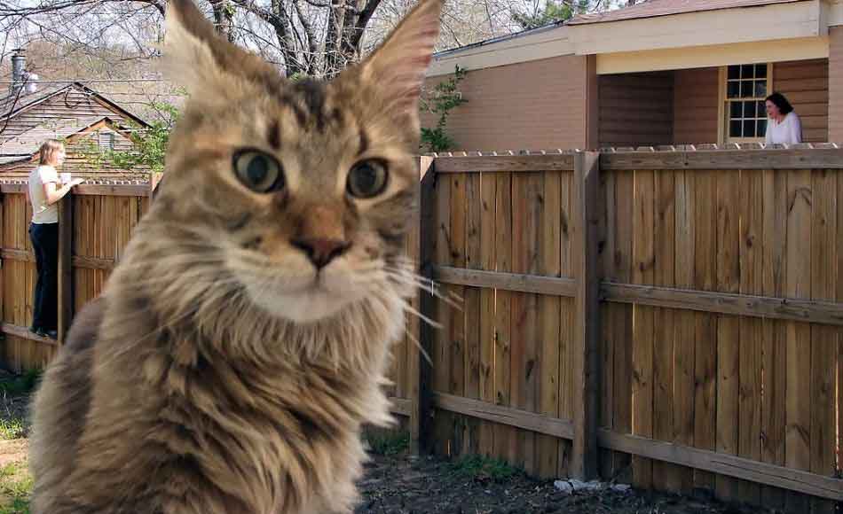 Can Maine Coon Cats Jump Fences? (Containing In A Backyard) Maine