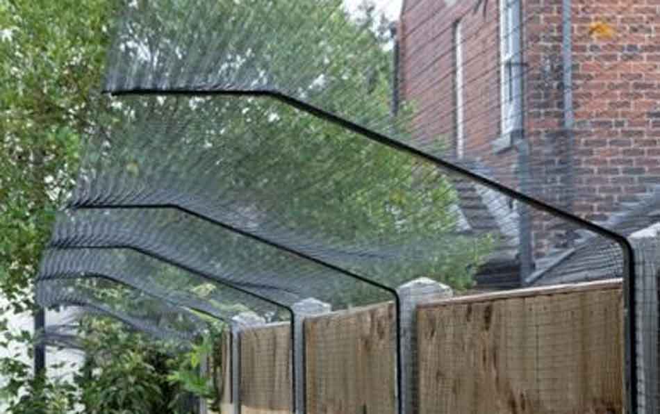 Can Maine Coon Cats Jump Fences? (Containing In A Backyard) Maine