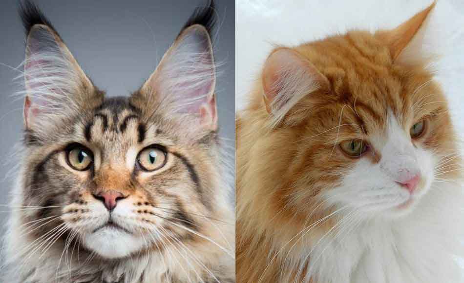 Maine Coon vs The Norwegian Forest Cat (Telling Them Apart) Maine