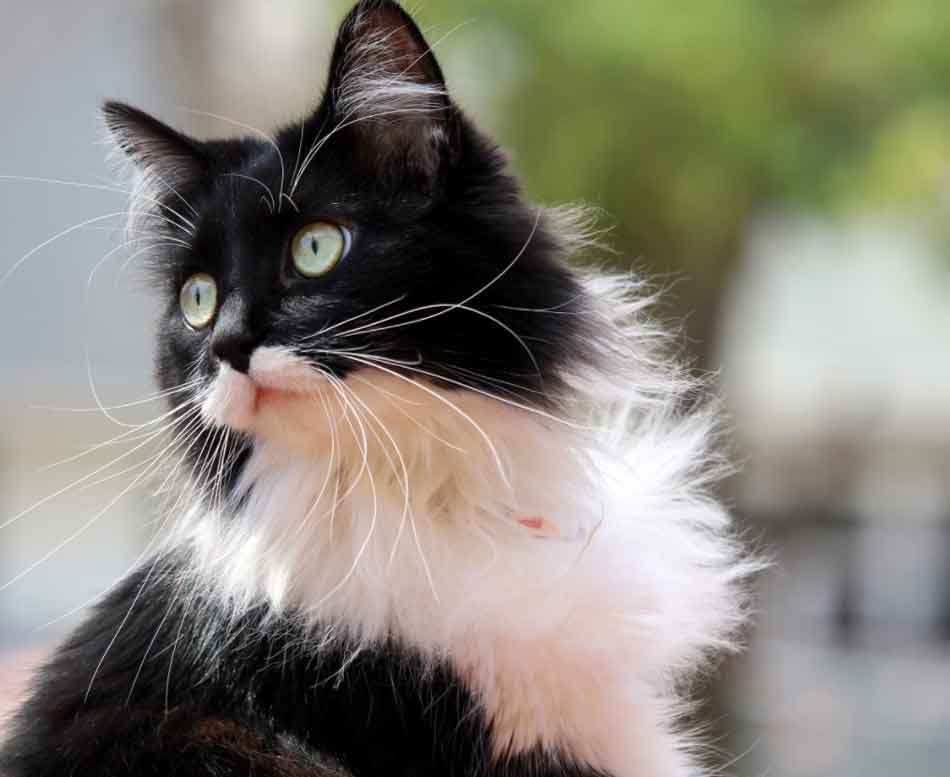 The Tuxedo Maine Coon The James Bond Of Cats Maine Coon Expert