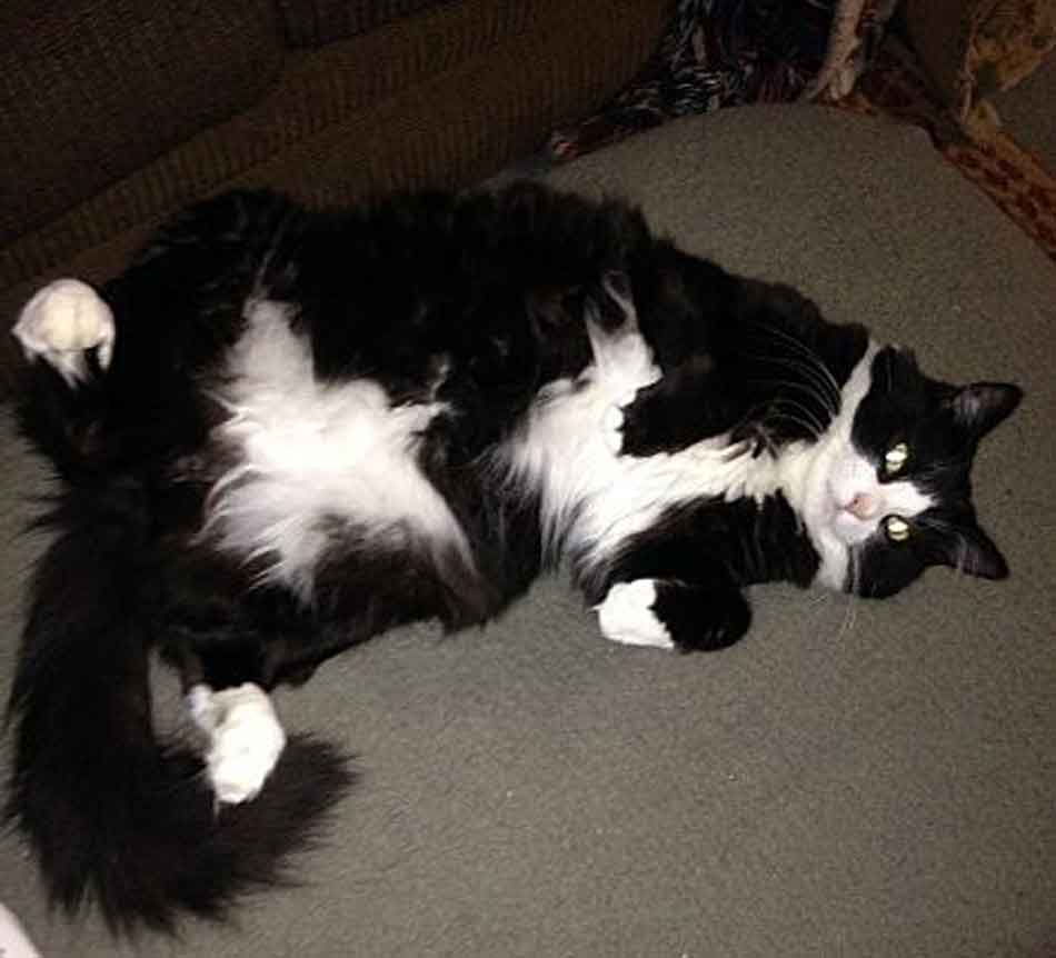 The Tuxedo Maine Coon The James Bond Of Cats Maine Coon Expert