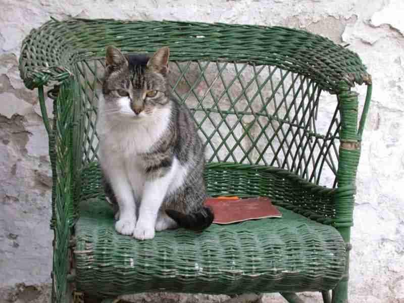 6 Best Senior Cat Litter Boxes (2022) Low Sided for Older, Elderly Cats