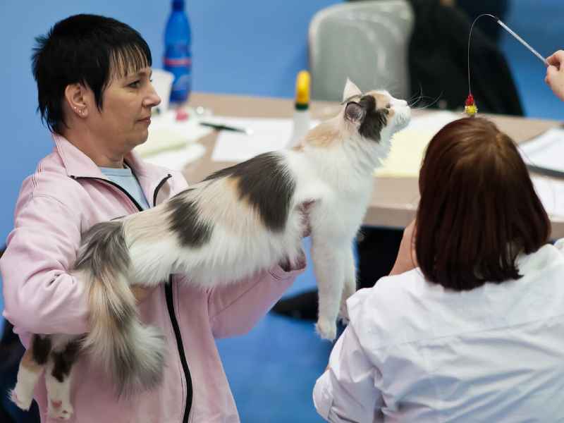 What Colors Do Maine Coons Come In? Maine Coon Hawaii Maine Coon Hawaii