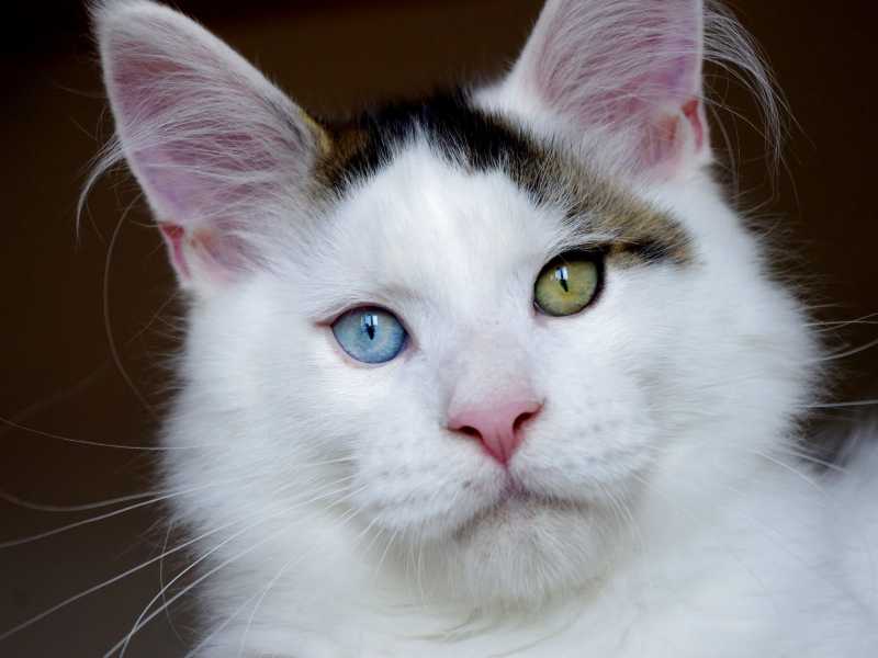 White Maine Coon The Ultimate Guide Maine Coon Hawaii