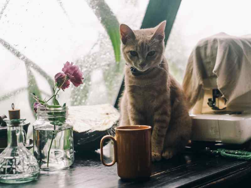 7 Best Bone Broth for Cats (2022 Reviews) Chicken, Beef, and a Recipe