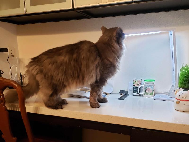 How To Stop Your Cat From Jumping On Counters Maine Coon Hawaii