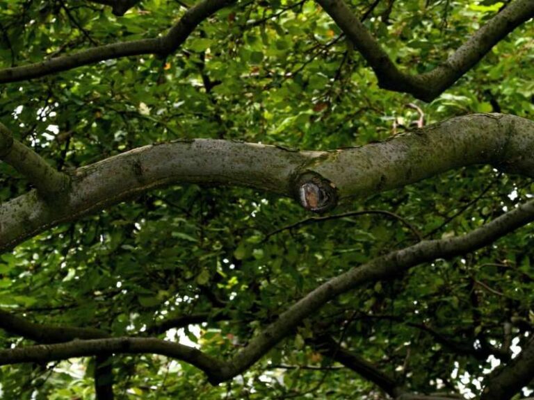Why Do Cats Climb Trees? Maine Coon Hawaii Maine Coon Hawaii