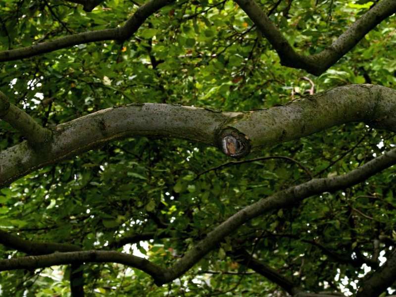 Why Do Cats Climb Trees? Maine Coon Hawaii Maine Coon Hawaii