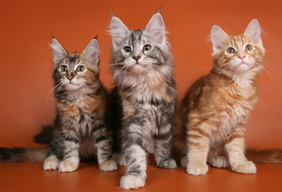 Maine Coon Color Calculator Maine Coon Show