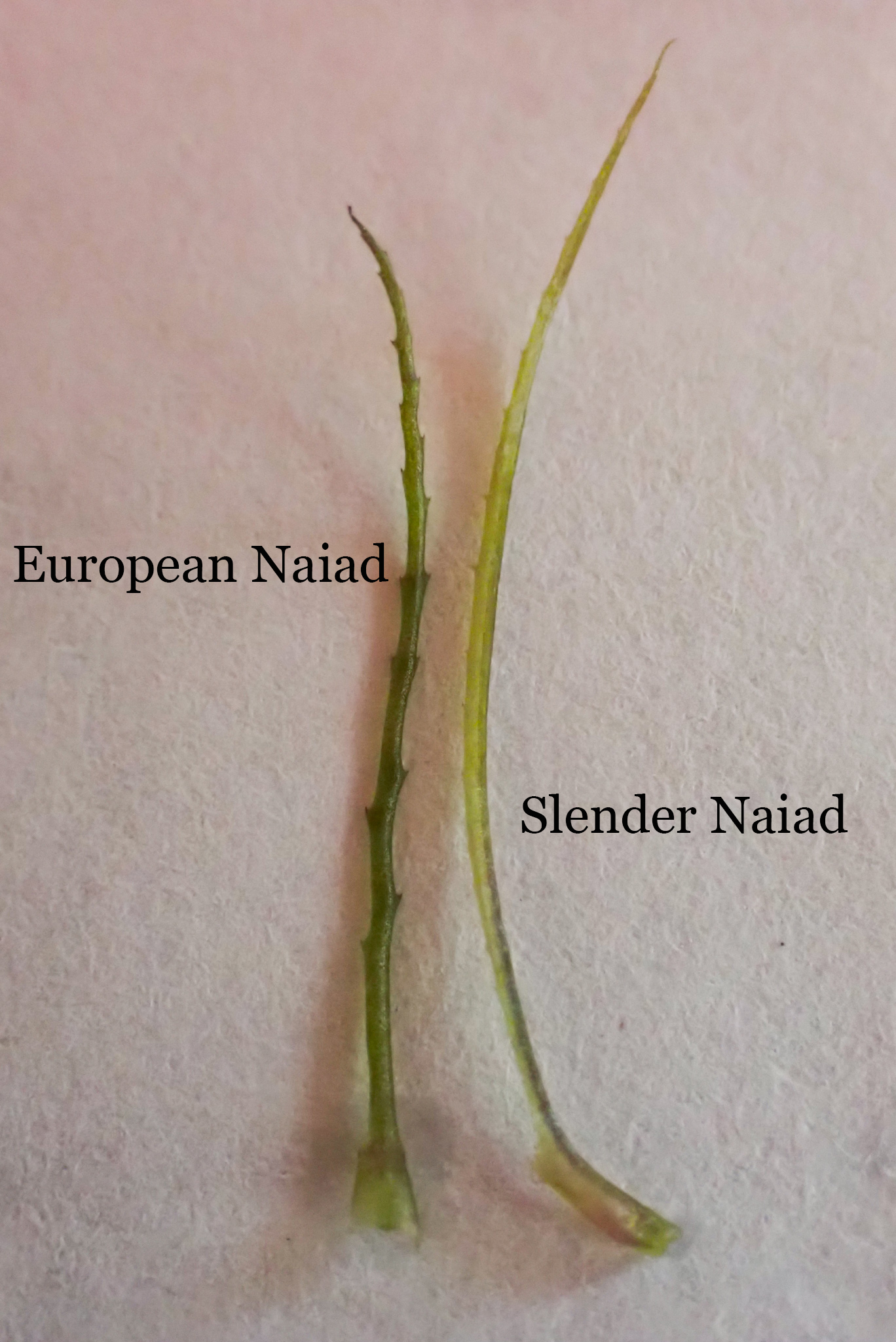 Maine Lakes European Naiad (Brittle Waternymph)