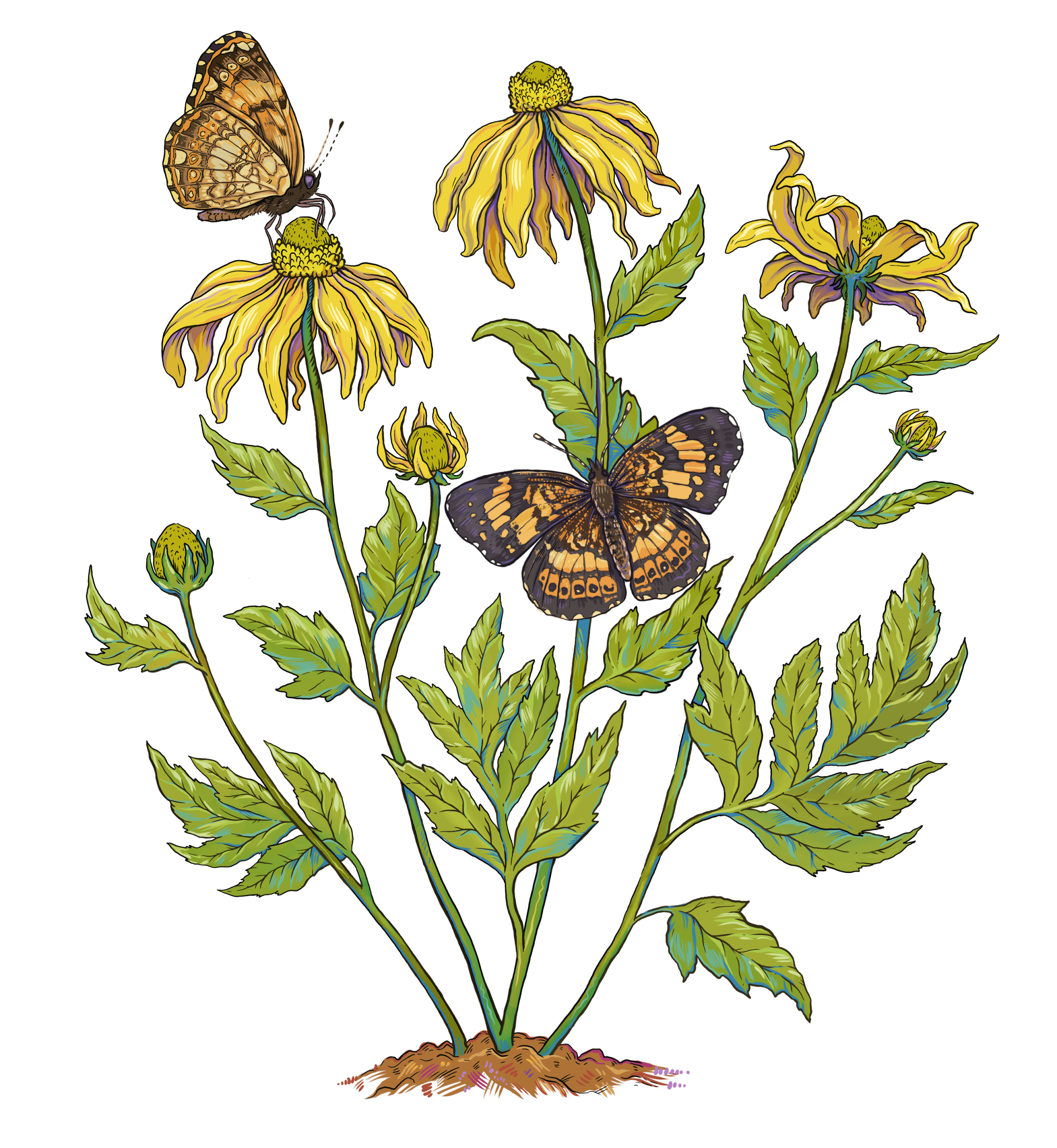 Cutleaf Coneflower Maine Native Plants