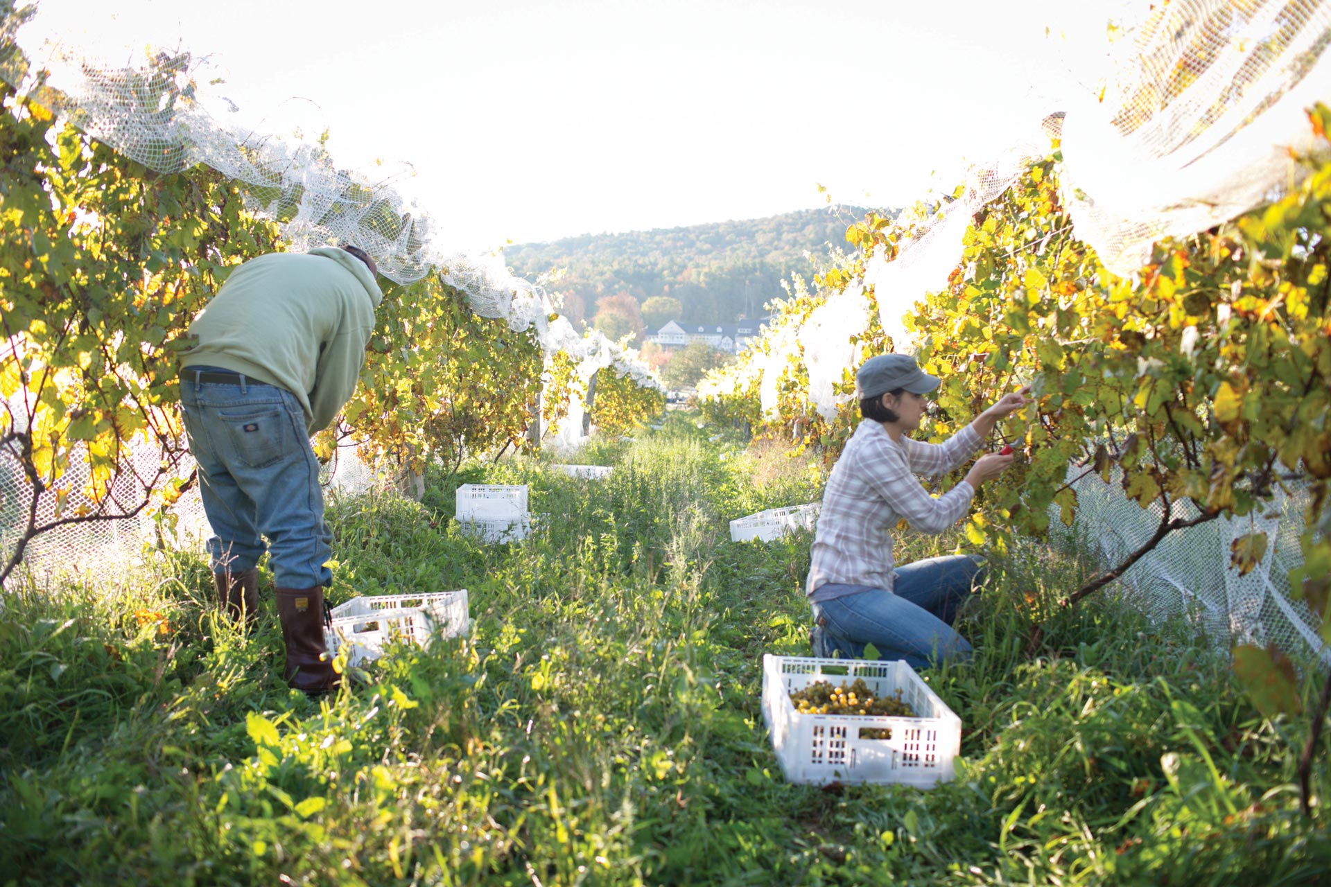 Harvest Cellardoor Winery