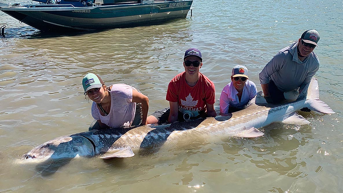 2021 Fraser River Sturgeon Fishing Update Mainlanders Sport Fishing