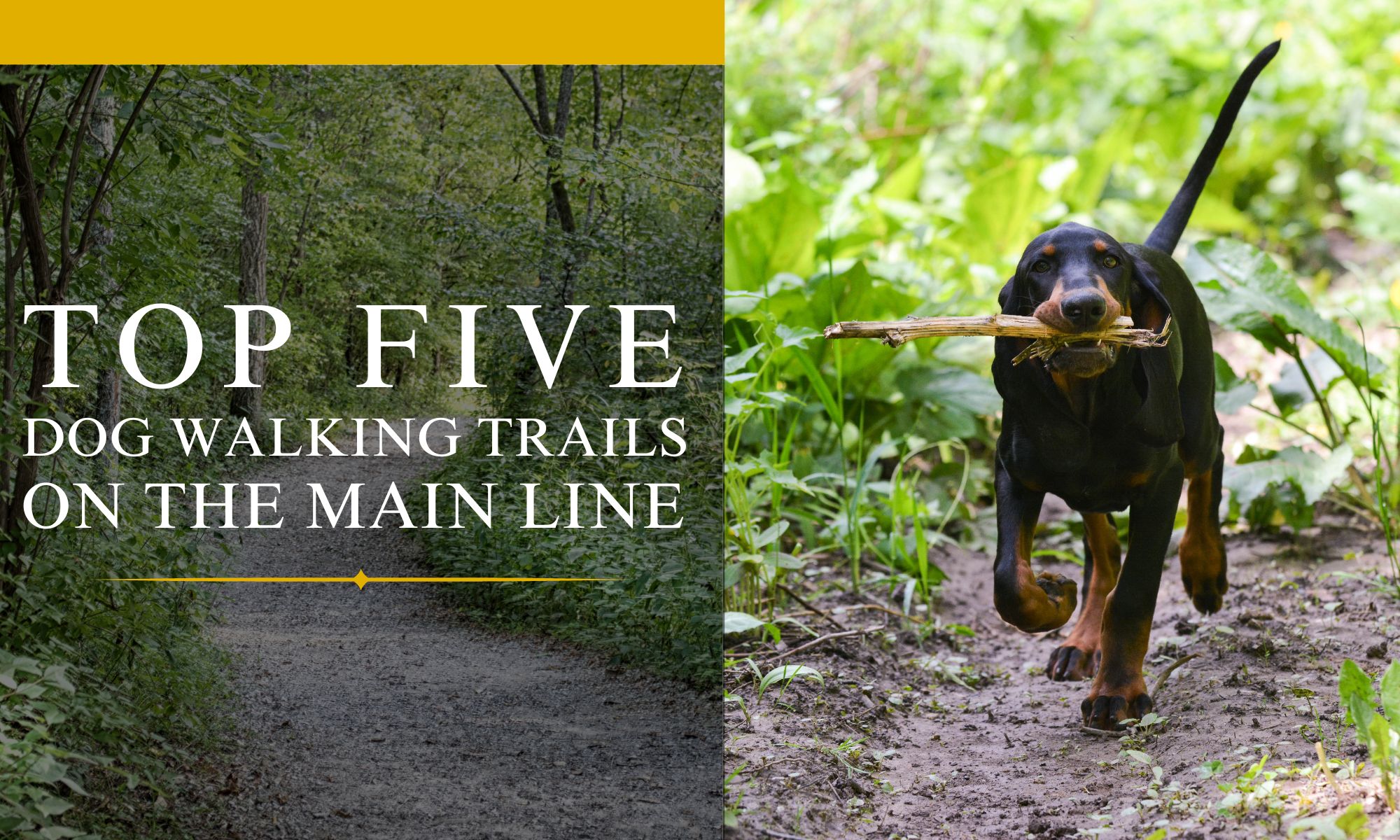 Top 5 Dog Walking Trails on the Main Line MLDS
