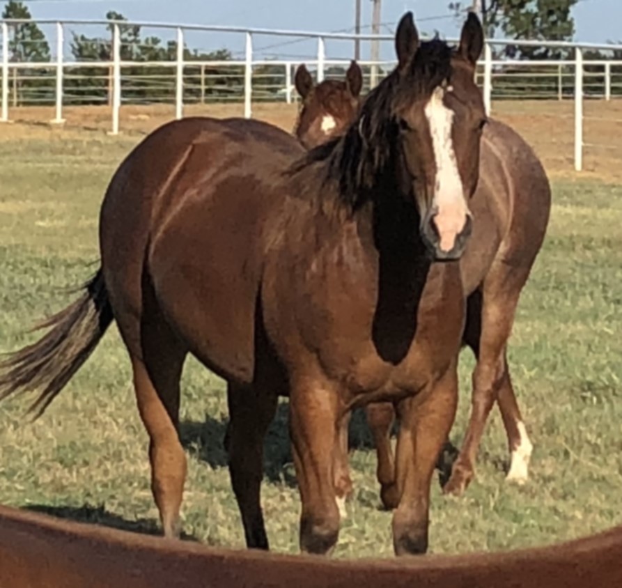 Main River Quarter Horses