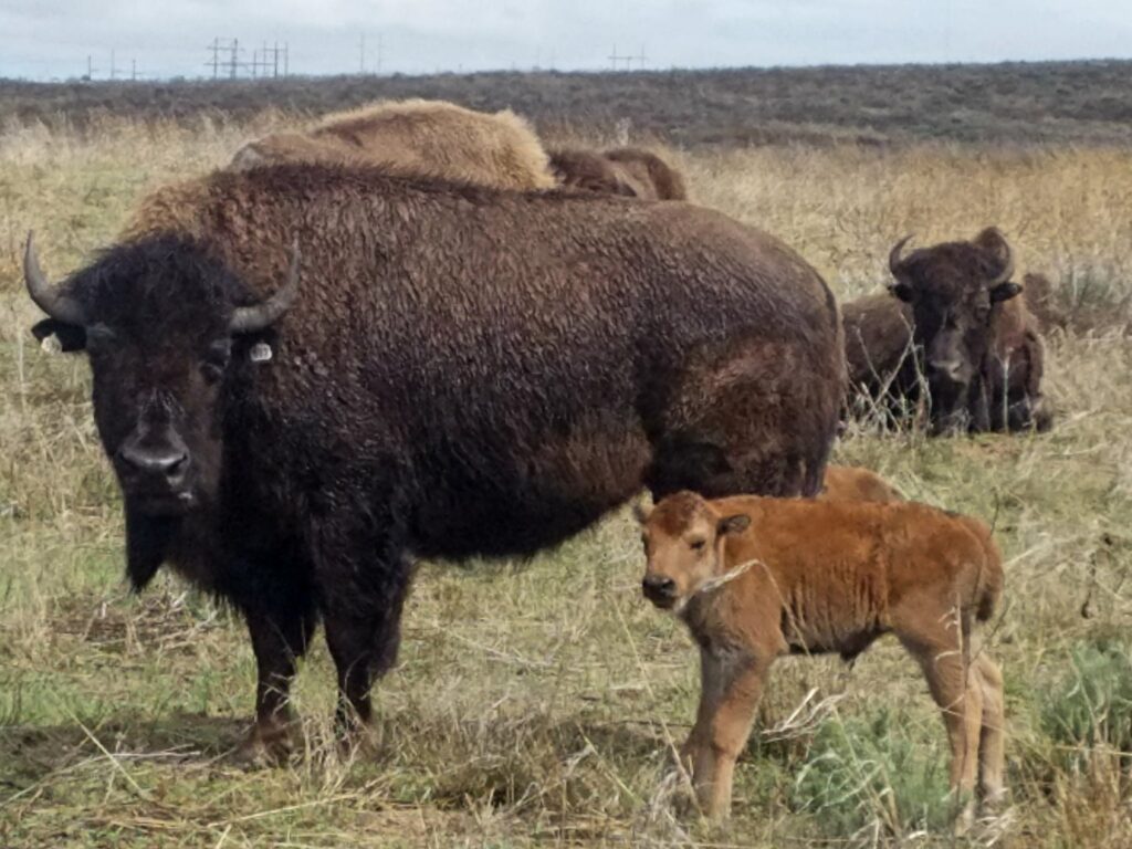 Kansas's Incredible Adventures Mainstream Adventures