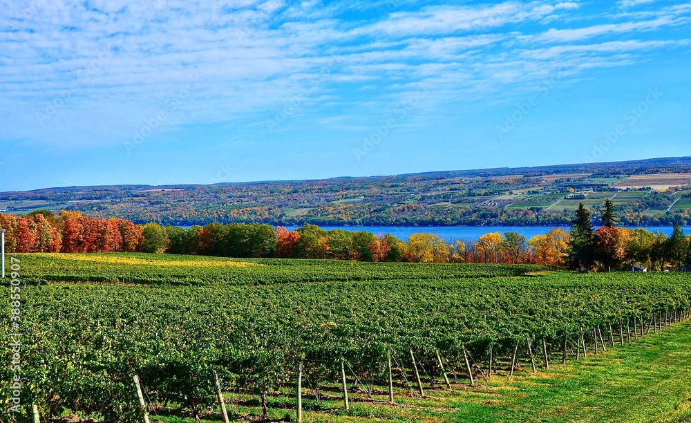 Finger Lakes Wine Tours Main Street Drivers
