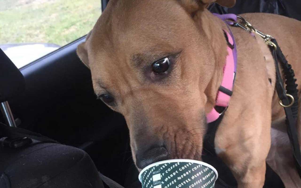 Let's Make Home Happen for Daisy! Adopt a Shelter Pet