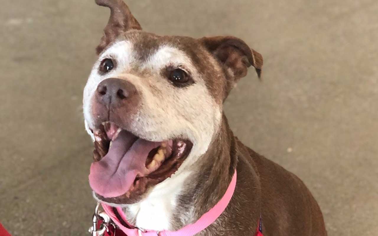 Let's Make Home Happen for Amber! Adopt a Shelter Pet