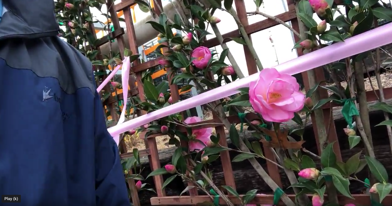 What Plants Grow Thin And Tall For Screening Privacy » The 1 Lawn