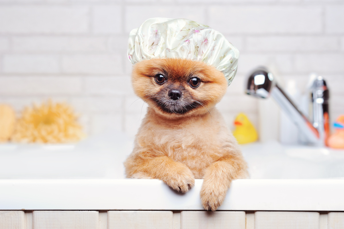 Important Hygiene Tips for Your Pets MainStreet Veterinarians of