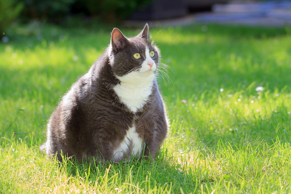 5 Tips for Keeping Your Cat at a Healthy Weight MainStreet