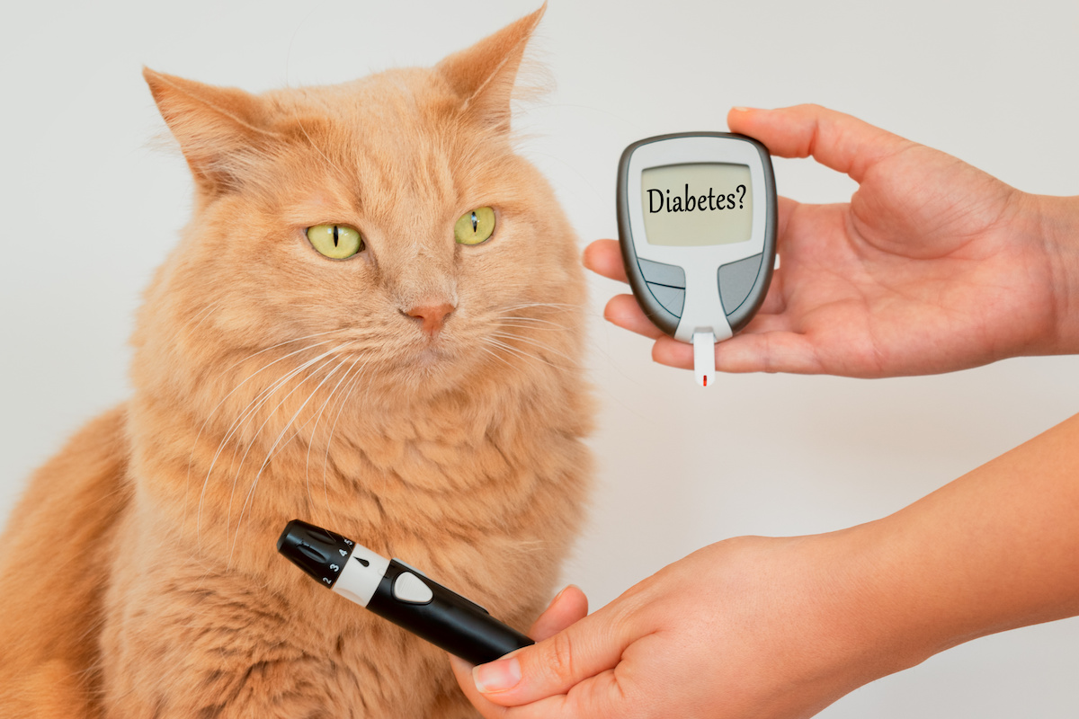 All About Pet Diabetes Causes, Symptoms & More MainStreet