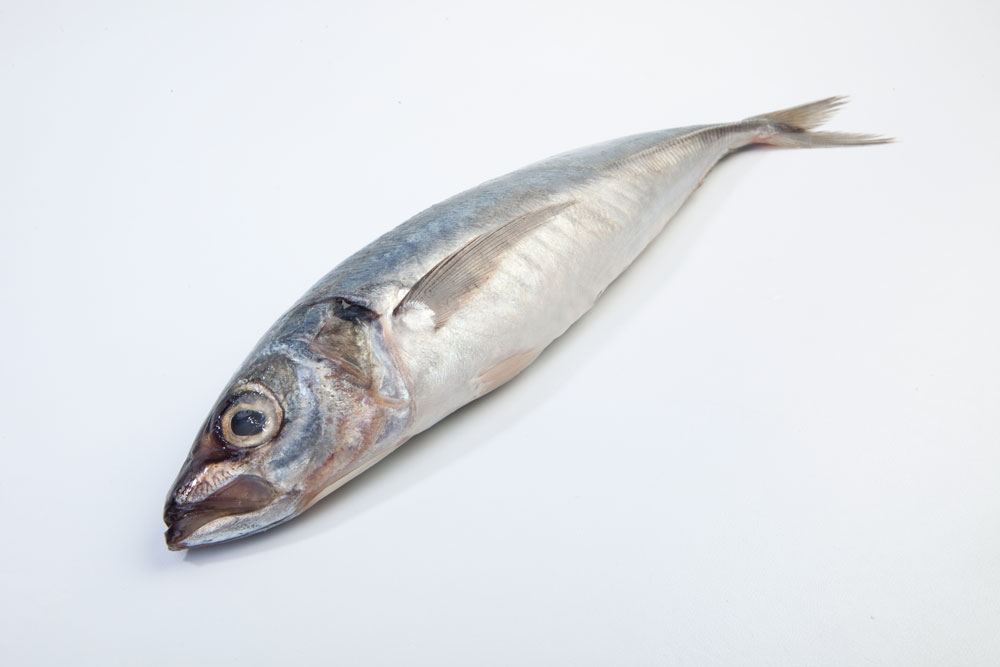 Mackerel (Atlantic Horse Mackerel) Maishi Group