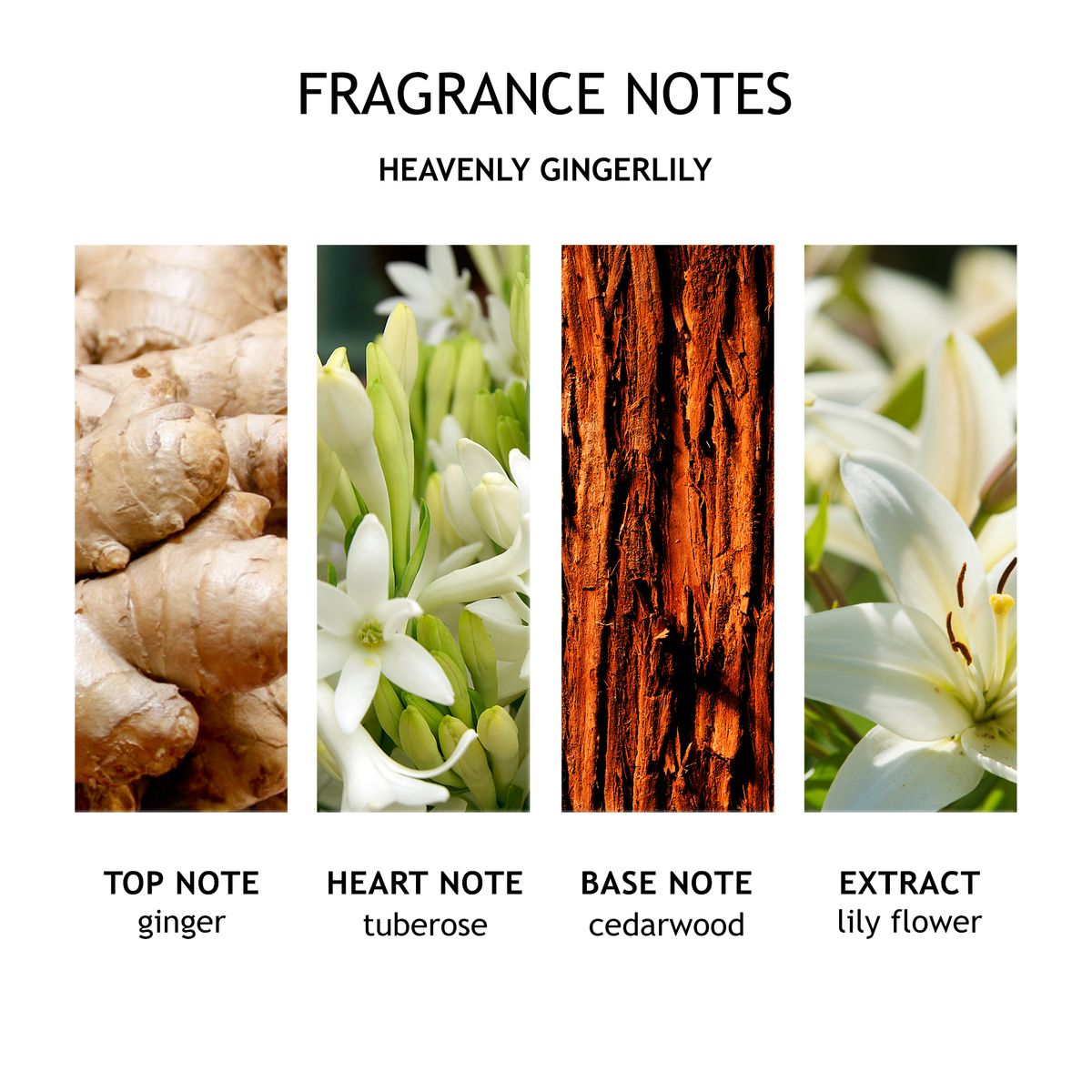 Heavenly Gingerlily Body Lotion Maison Colloredo