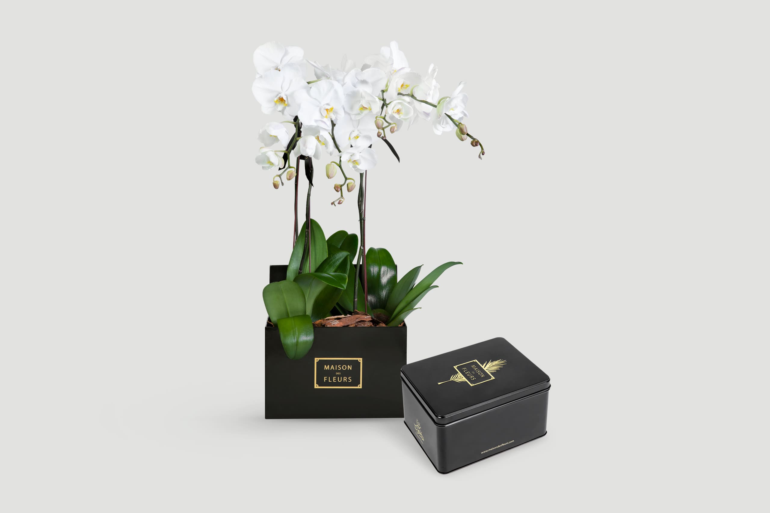 Flowers For Him Flower Delivery For Him In Dubai MDF