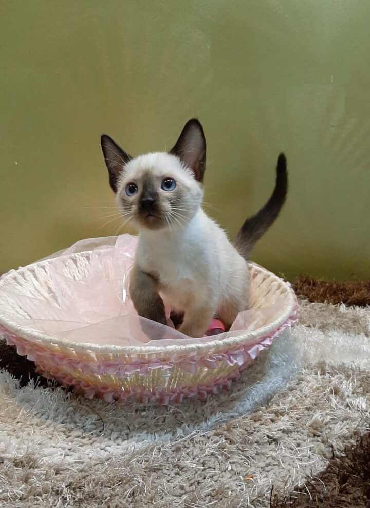 Buy healthy Siamese cats or kittens at affordable price in India.