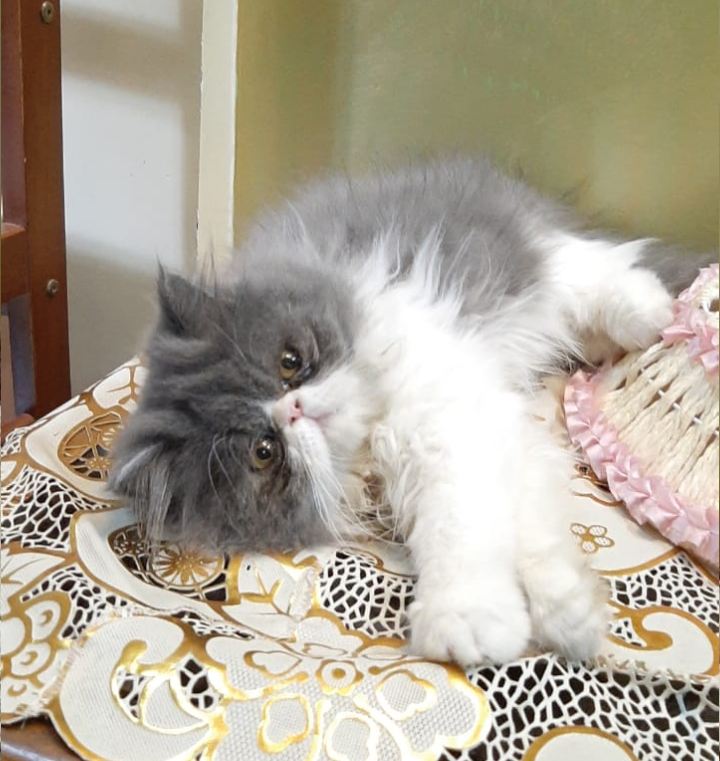 Online Persian blue eyes furry kittens available at best prices.