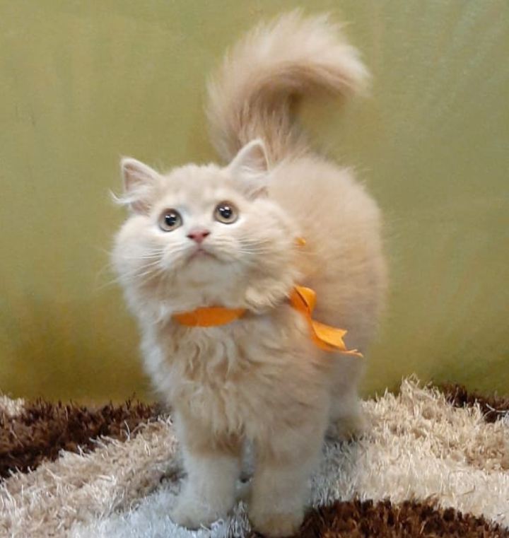 Cats and kittens for sale in Delhi Best Baby kittens for Sale.