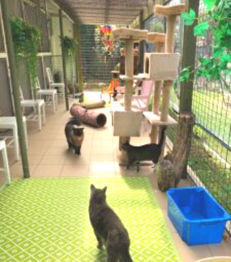 Buy bengal cat kittens online for sale at affordable price.