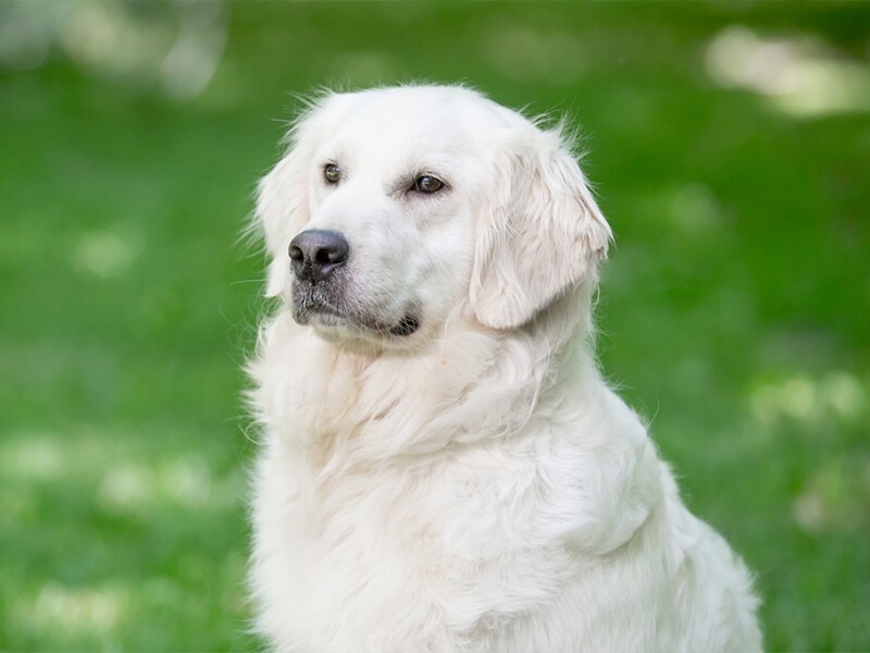 Sera Adult English Cream Golden Retriever