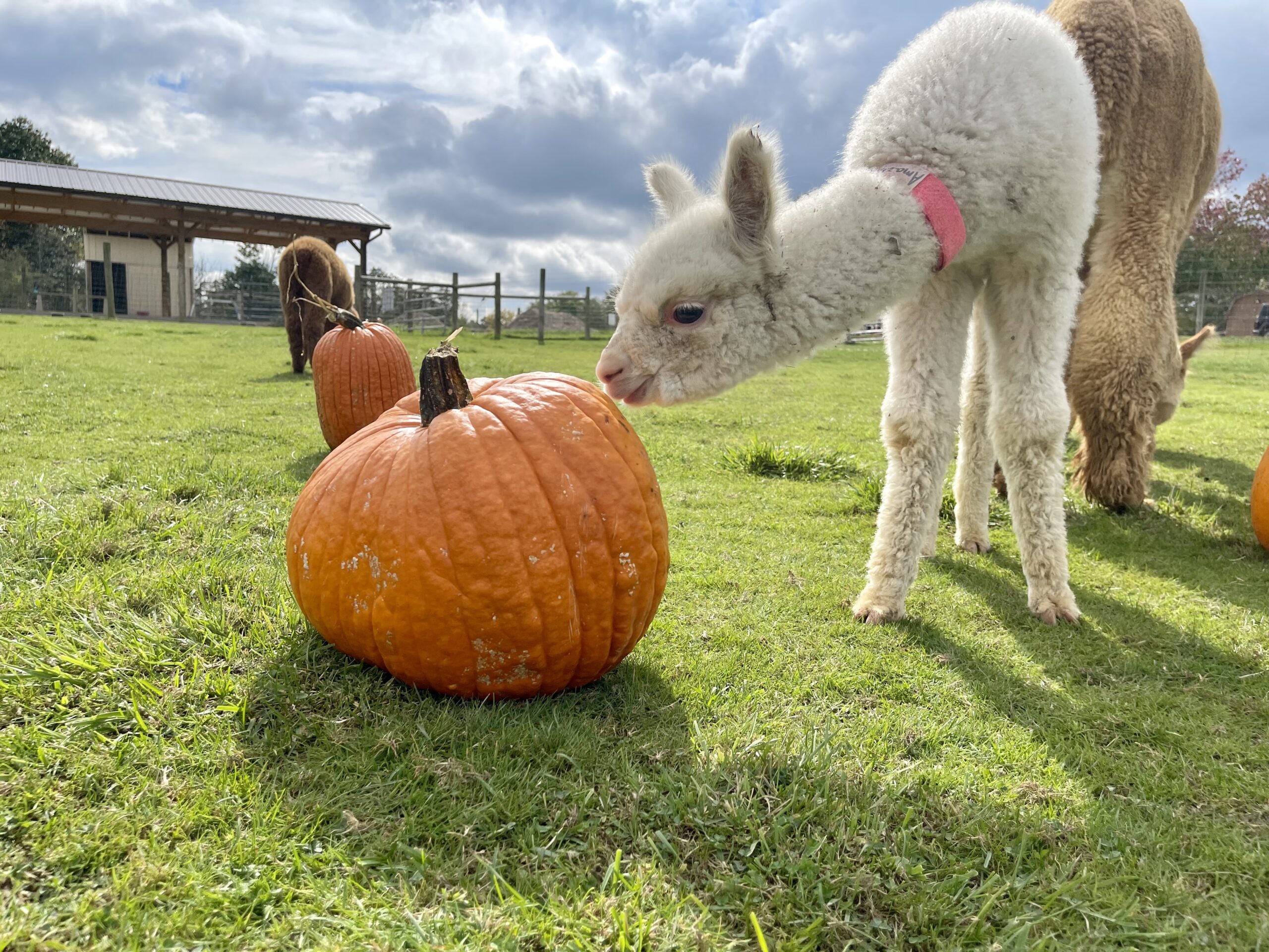 Pumpkin Palooza Alpaca Farm & Boutique Medina OH Majestic Meadows