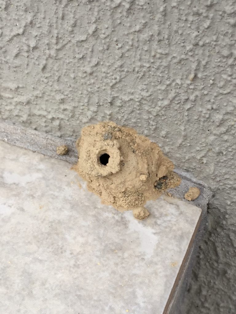 6+ キャンプ 蜂の巣 Article