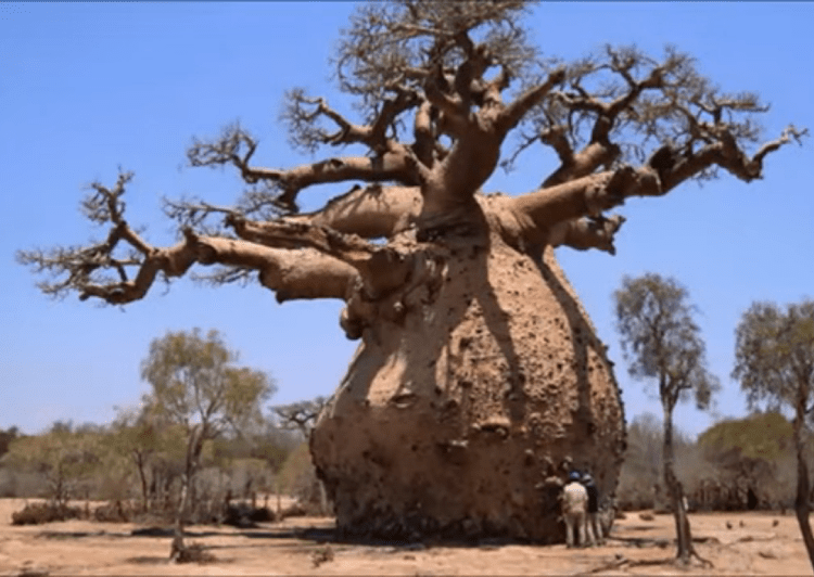 9 Oldest Trees in Africa, Some Over 2,000YearsOld, Now Dead