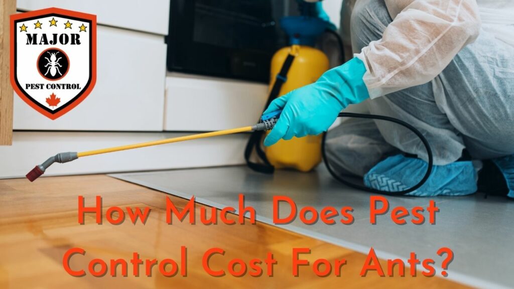 How Much Does Pest Control Cost For Ants Major Pest Control