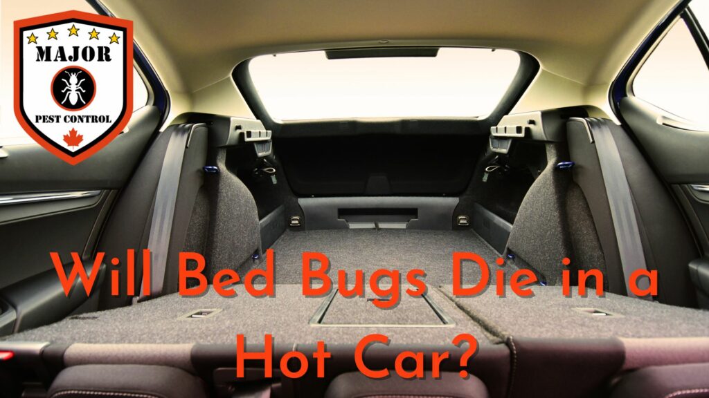 Will Bed Bugs Die In A Hot Car? Major Pest Control