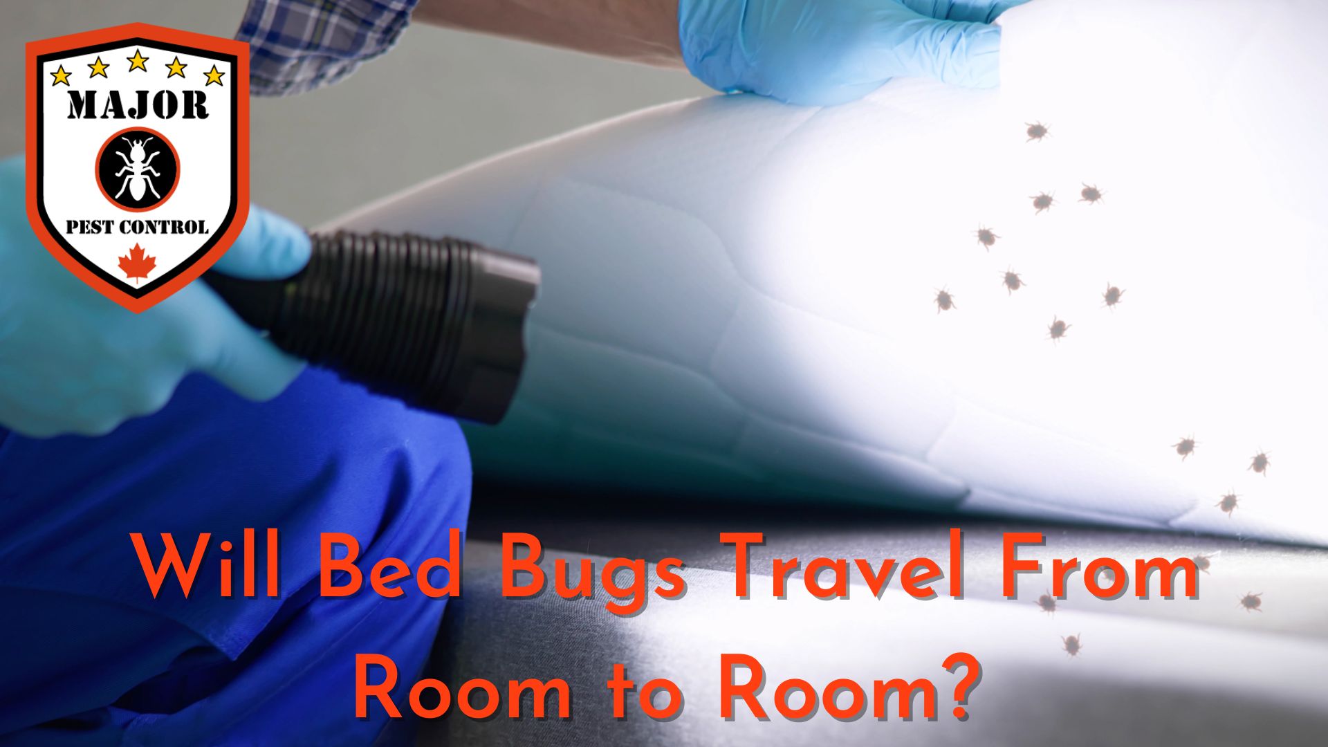Will Bed Bugs Travel From Room To Room? Major Pest Control