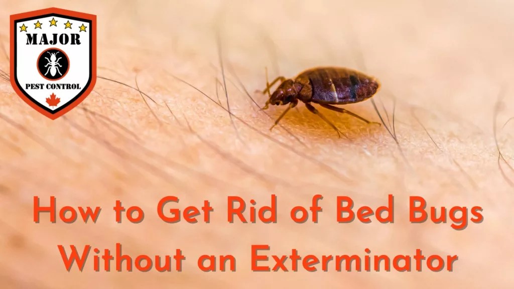 How To Get Rid Of Bed Bugs Without An Exterminator Major Pest Control