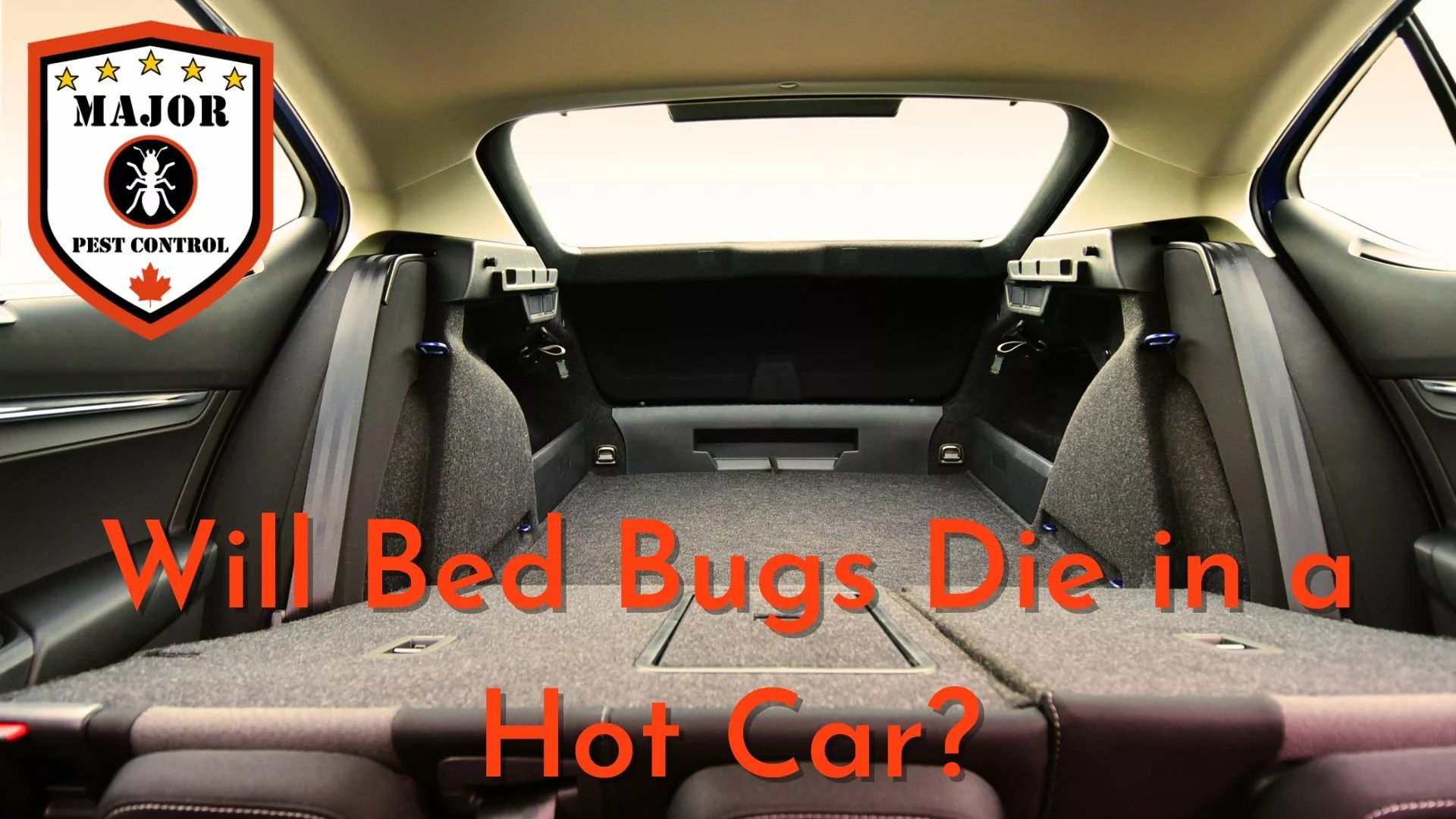 Will Bed Bugs Die In A Hot Car Major Pest Control Calgary