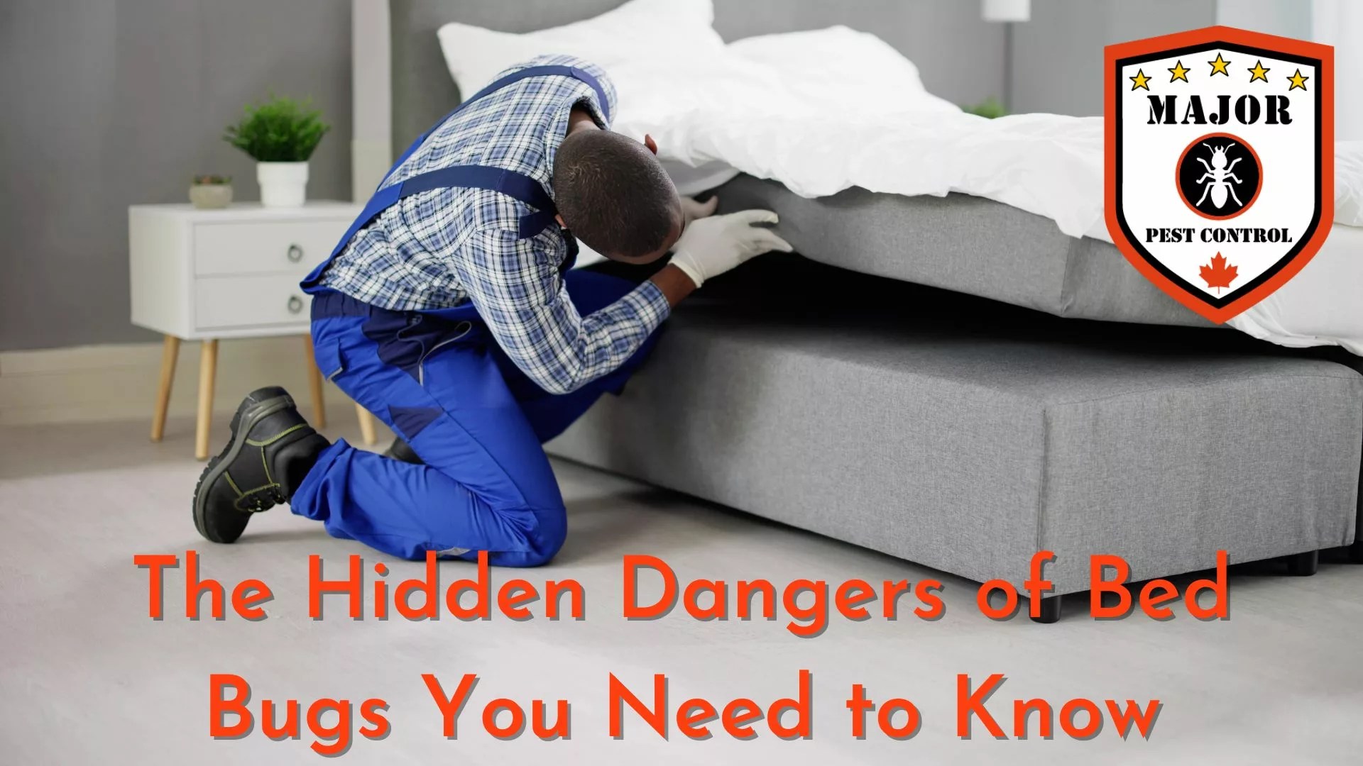 The Hidden Dangers Of Bed Bugs You Need To Know Major Pest Control Calgary