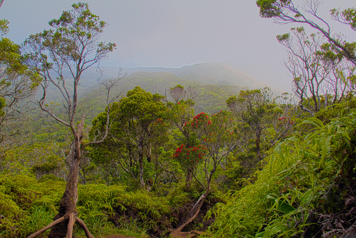 Waimea Canyon Top Things To Do In Koke'e State Park