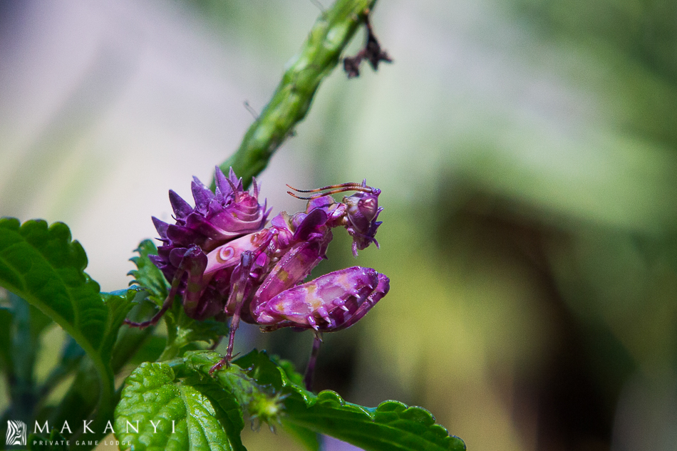 Spiny Flower Mantis Purple